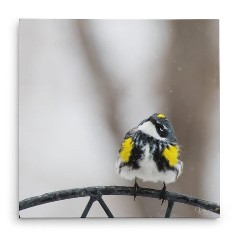 Watching It Snow - Canvas Bird Print - Jennifer Ditterich Designs