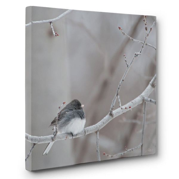 Winter Junco - Canvas Bird Print - Jennifer Ditterich Designs