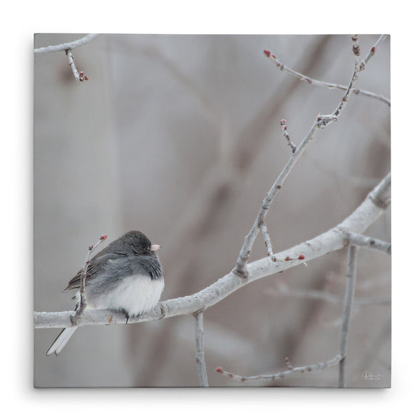 Winter Junco - Canvas Bird Print - Jennifer Ditterich Designs