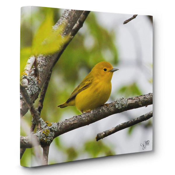 Yellow Warbler - Canvas Bird Print - Jennifer Ditterich Designs