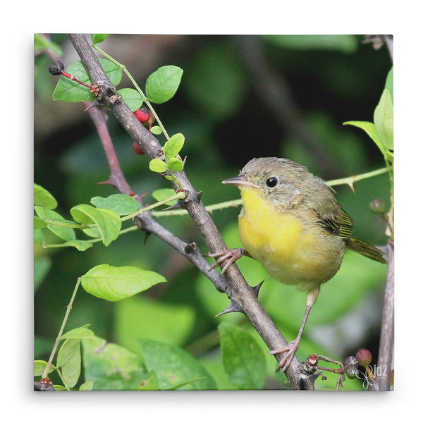 Young Warbler - Canvas Bird Print - Jennifer Ditterich Designs